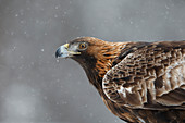 Steinadler (Aquila chrysaetos) im Schneefall, Schweden