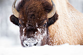 Amerikanischer Bison (Bisonbison) weiblich im Winter, Yellowstone Nationalpark, Wyoming