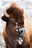 Amerikanischer Bison (Bisonbison) weiblich im Winter, Yellowstone Nationalpark, Wyoming