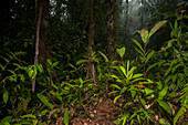 Niederschläge im teilweise immergrünen tropischen feuchten Regenwald, Mamoni Valley, Panama