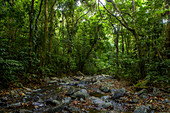 Fluß durch den tropischen Regenwald, Cocobolo-Naturreservat, Mamoni-Tal, Panama
