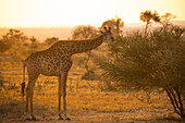 Südafrikanische Giraffe (Giraffa giraffa giraffa) männlich beim Stöbern auf Akazienbaum (Acacia sp) bei Sonnenuntergang, Greater Makalali Private Game Reserve, Südafrika