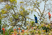 Knysna Turaco (Tauraco Corythaix) in Fynbos, Kaapsehoop, Südafrika