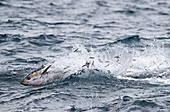 Nordpazifischer Blauflossen-Thunfisch (Thunnus orientalis) bei der Jagd auf Nord-Sardellen (Engraulis mordax), Nine Mile Bank, San Diego, Kalifornien