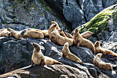 Stellersche Seelöwen (Eumetopias jubatus) Gruppes auf Felsen, Inian Islands, eisige Straße, Alaska