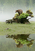 Grizzlybär (Ursus arctos horribilis) am umgefallenen Baum, Khutzeymateen Grizzly Bear Sanctuary, British Columbia, Kanada