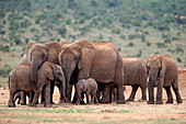 Afrikanischer Elefant (Loxodonta africana) Herde, Addo Nationalpark, Südafrika