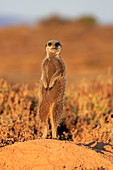 Erdmännchen (Suricata suricatta) auf der Wache, Oudtshoorn, Südafrika