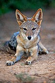 Schabrackenschakal (Canis mesomelas), Addo Nationalpark, Südafrika