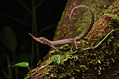 Borneische Horneidechse (Harpesaurus borneensis) Männchen in Abwehrhaltung, Kubah Nationalpark, Sarawak, Borneo, Malaysia