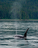Schwertwal (Orcinus orca) männlich auftauchend, Inside Passage, Südost-Alaska