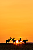 Nordafrikanische Kuhantilope (Alcelaphus buselaphus) Herde bei Sonnenaufgang, Ol Pejeta Conservancy, Kenia