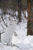 Schneeschuh-Hase (Lepus americanus) beim Knabbern im Winter, Alaska