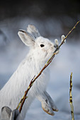 Schneeschuhhase (Lepus americanus) knabbert an einem Weidenzweig (Salix verfärbt) im Winter, Alaska