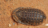 Riesenschabe (Blaberidae), Udzungwa Mountains Nationalpark, Tansania