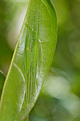 Laubheuschrecken (Tettigoniidae) Paar getarnt auf Blatt, Andasibe-Mantadia Nationalpark, Madagaskar