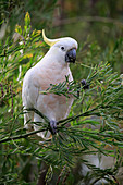 Gelbhaubenkakadu (Cacatua galerita), Long Beach, New South Wales, Australien