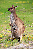 Westliches Graue Riesenkänguru (Macropus fuliginosus) Mutter mit Jungtier, Mount Lofty, Südaustralien, Australien