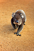 Koala (Phascolarctos cinereus), Parndana, Känguruinsel, Südaustralien, Australien, Australien