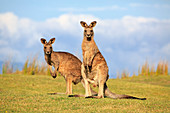 Östliches Graues Riesenkänguru-Paar (Macropus giganteus) , Maloney Beach, New South Wales, Australien