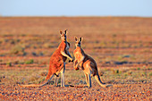 Rote Riesenkänguru (Macropus rufus) Männer, Sturt National Park, New South Wales, Australien