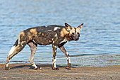 Afrikanischer Wildhund (Lycaon pictus), See Masek, Nationalpark Serengeti, Tansania