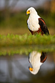 Afrikanischer Fischadler (Haliaeetus vocifer), Mkhuze-Wildreservat, KwaZulu-Natal, Südafrika