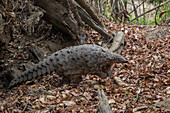 Steppenschuppentier, auch Kap Pangolin (Manis temminckii), Nationalpark Gorongosa, Mosambik