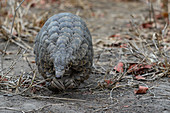 Steppenschuppentier, auch Kap Pangolin (Manis temminckii), Nationalpark Gorongosa, Mosambik