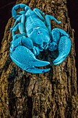 Skorpion (Opisthacanthus asper), betrachtet im UV-Licht, Gorongosa National Park, Mosambik