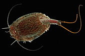 Kiemenfußkrebs (Triops cancriformis), Polen