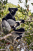 Indri (Indri Indri) ernährt sich im Baum, Maromizaha Reserve, Madagaskar