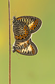 Leichtes Schwimmringel Schmetterling (Physcaeneura pione), Gorongosa-Nationalpark, Mosambik