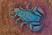 Felsenskorpion (Hadogenes granulatus), betrachtet unter UV-Licht, Nationalpark Gorongosa, Mosambik