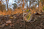 Afrikanische Riesen-Astmantis (Heterochaeta orientalis) in der defensiven Lage, Nationalpark Gorongosa, Mosambik