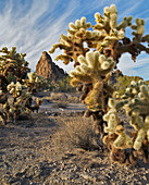 Teddy Bear Chollas' Kakteen (Cylindropuntia bigelovii), Crater Range, Arizona