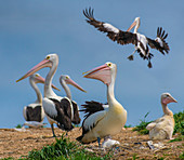 Kolonie des australischen Brillenpelikans (Pelecanus conspicillatus), Pinguin-Insel, Australien