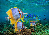 Butterflyfish, auch Falterfisch (Chaetodon sp) in der Gruppe und männliche Horned Boxfish (Lactoria cornuta), Coral Coast, Australien