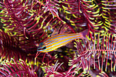Gelbstreifen-Kardinalbarsch (Apogon cyanosoma), geschützt im Federstern, Great Barrier Reef, Australien