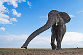 Afrikanischer Elefant (Loxodonta africana), beim Riechen, Masai Mara, Kenia