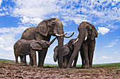 Afrikanischer Elefant (Loxodonta africana) Herde trinkend am Wasserloch, Masai Mara, Kenia