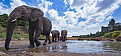 Afrikanischer Elefant (Loxodonta africana) Herde am Flussufer, Masai Mara, Kenia
