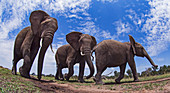 Trio des afrikanischen Elefanten (Loxodonta africana), Masai Mara, Kenia