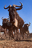 Herde des Streifengnus (Connochaetes taurinus), Masai Mara, Kenia