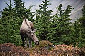 Alaska-Elchkuh (Alces alces gigas) beim Grasen im Herbst, Chugach-Nationalpark, Alaska