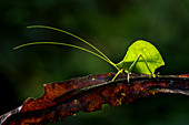 Blattkatydid (Tettigoniidae) Amazonas-Regenwald, Putumayo, Kolumbien
