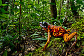 Pfeilgiftfrosch, auch Diablito (Oophaga sylvatica) Timbiqui, Cauca, Kolumbien, Pazifikküste, Kolumbien