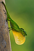 Boulengers grüne Anole (Anolis Chloris), mit Wamme, Nationalpark Tatama, Risaralda, Kolumbien anzeigt