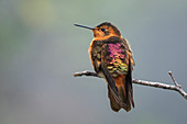 Rostroter Andenkolibri (Aglaeactis-cupripennis) Nationalpark Los Nevados, Paramo Del Ruiz, Caldas, Kolumbien