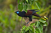 Schwarzer Oropendel (Psarocolius guatimozinus) Rio Claro Naturschutzgebiet, Antioquia, Kolumbien